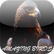 Amazing Birds